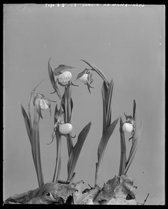 Cypripedium candidum