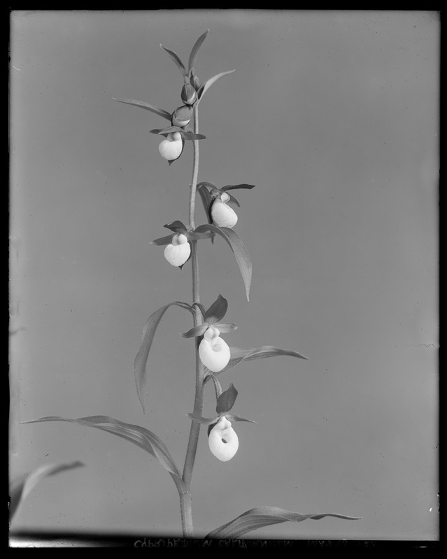 Cypripedium californicum