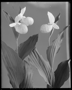 Cypripedium hirsutum