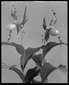 Cypripedium parviflorum