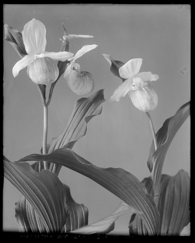 Cypripedium hirsutum