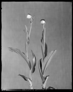 Cypripedium passerinum