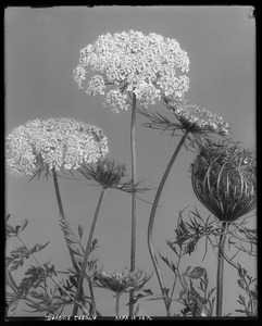 Daucus carota