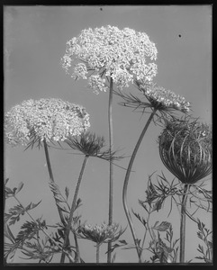 Daucus carota