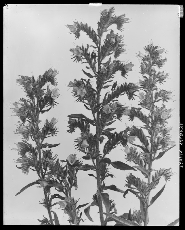 Echium vulgare