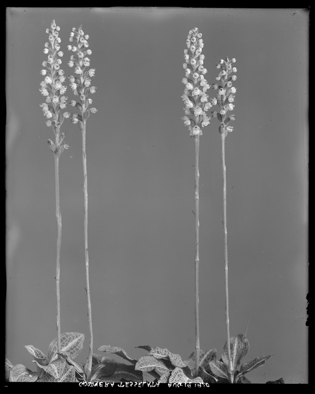 Epipactis, Goodyera tesselata