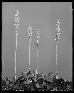 Epipactis, Goodyera tesselata