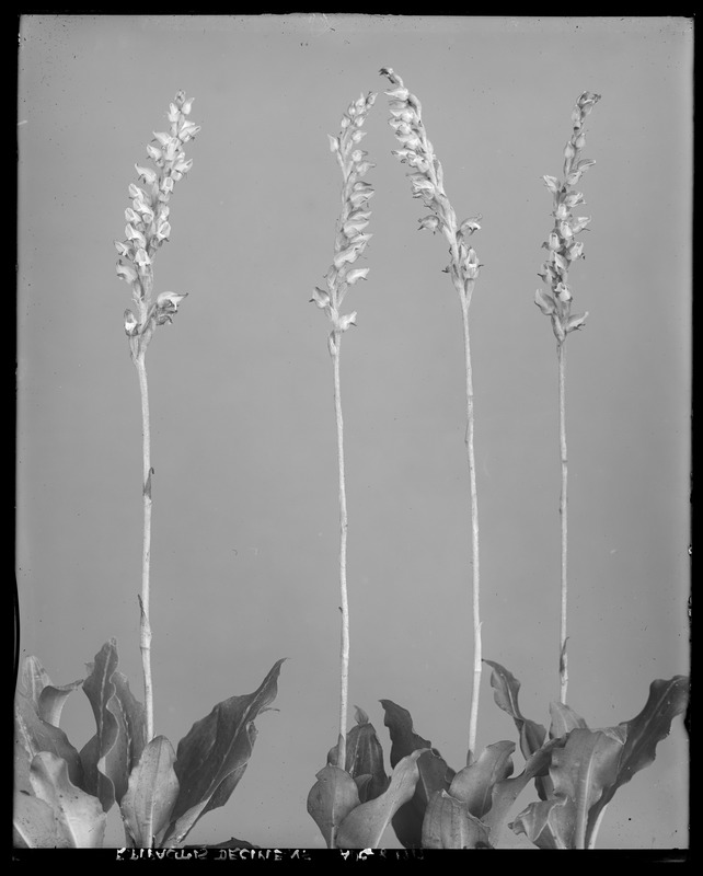 Epipactis decipiens