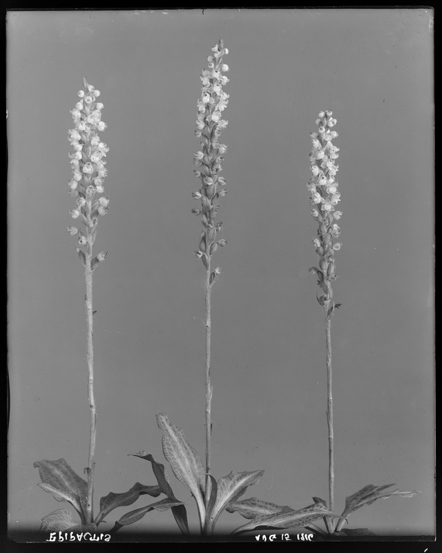 Epipactis