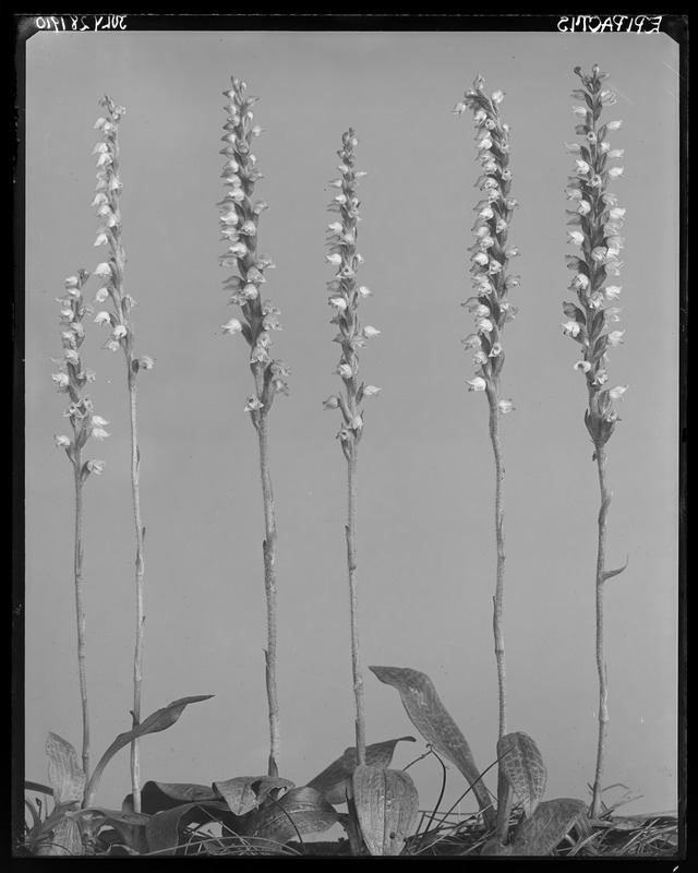 Epipactis