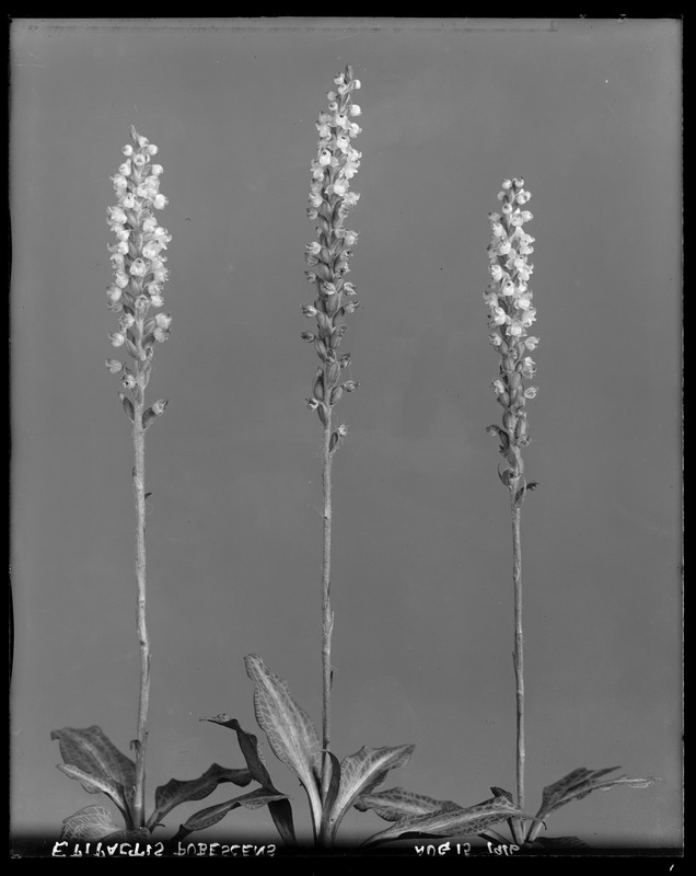 Epipactis