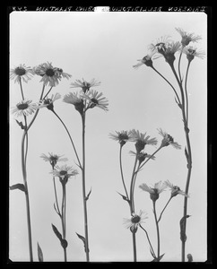 Erigeron bellidifolius