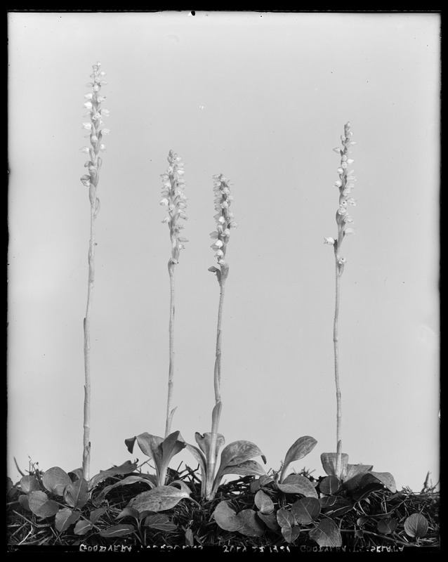 Epipactis tesselata