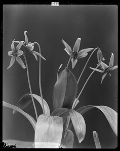 Erythronium americanum