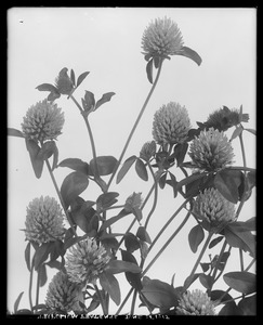 Trifolium pratense