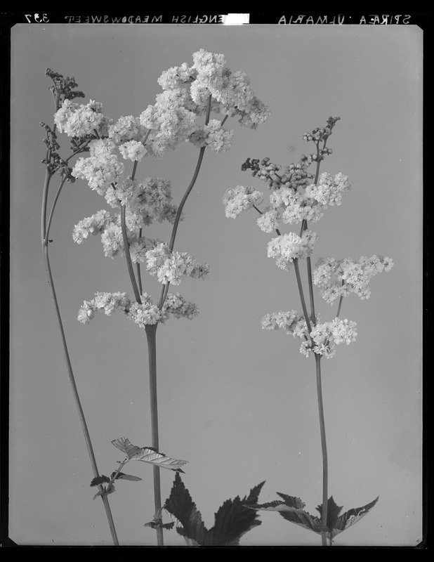 Filipendula ulmaria