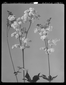 Filipendula ulmaria