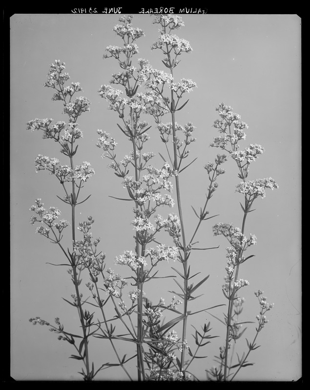 Galium boreale