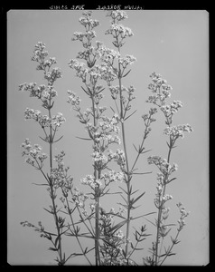 Galium boreale