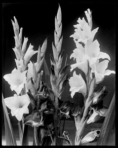 Gladiolus