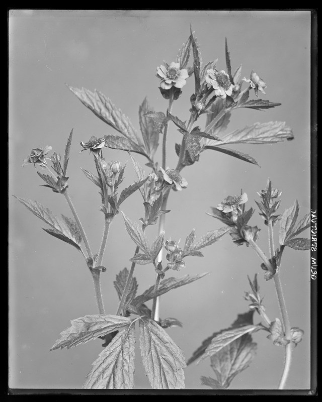 Geum strictum