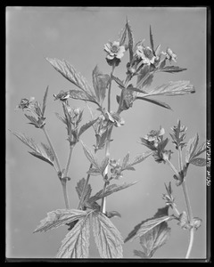 Geum strictum