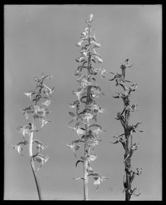 Habenaria hookeri, habenaria orbiculata