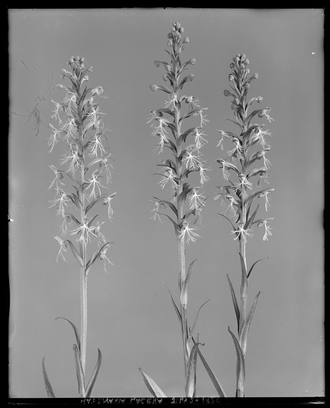 Habenaria lacera