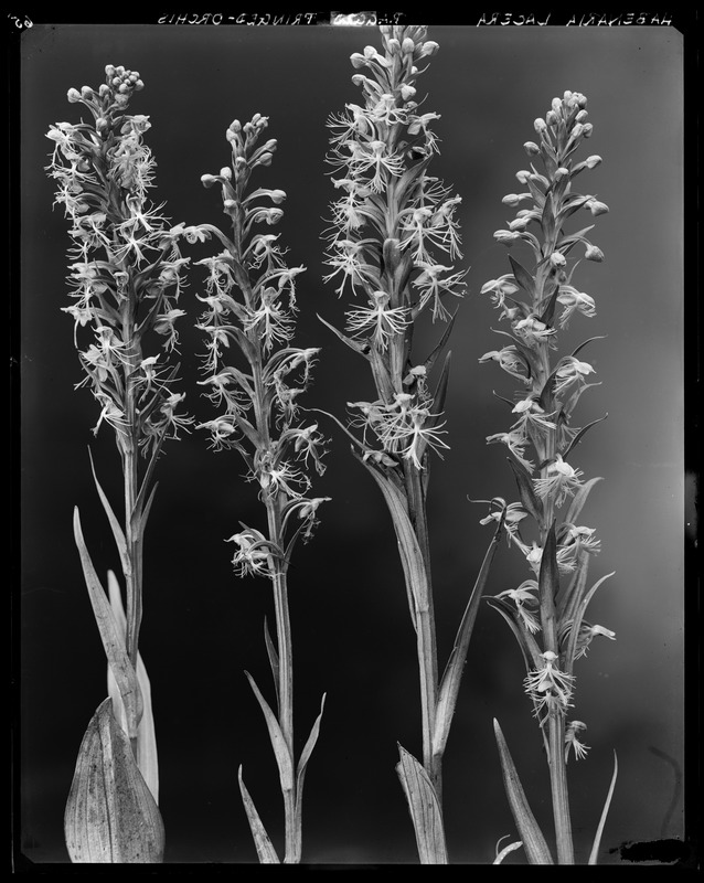 Habenaria lacera