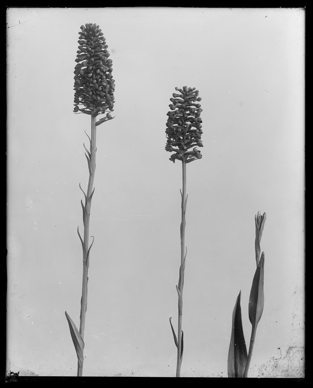 Habenaria integra