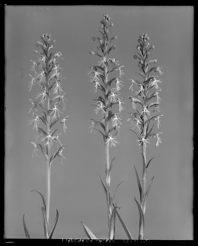 Habenaria lacera