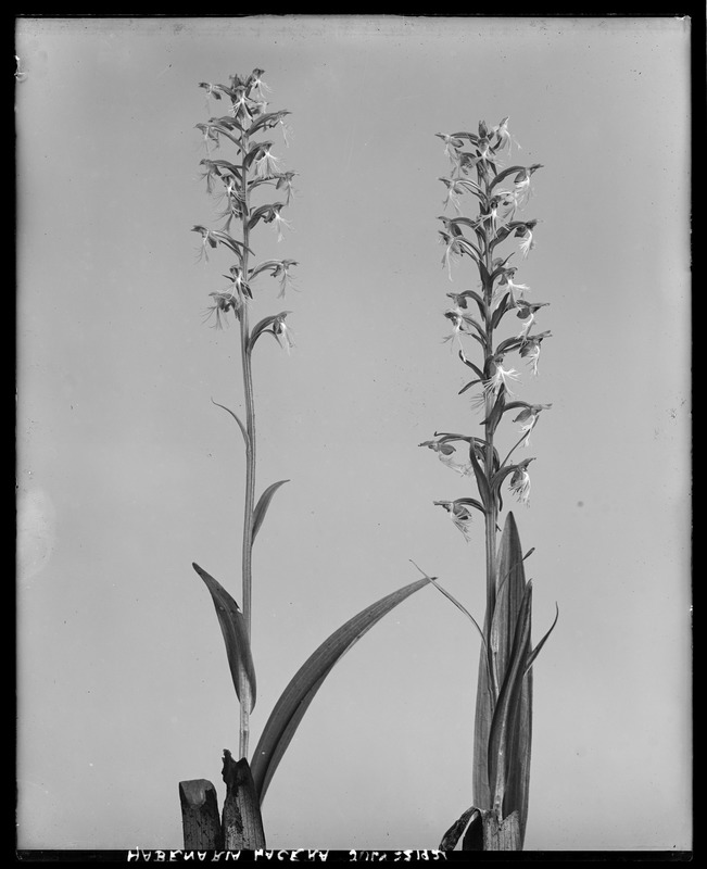 Habenaria lacera