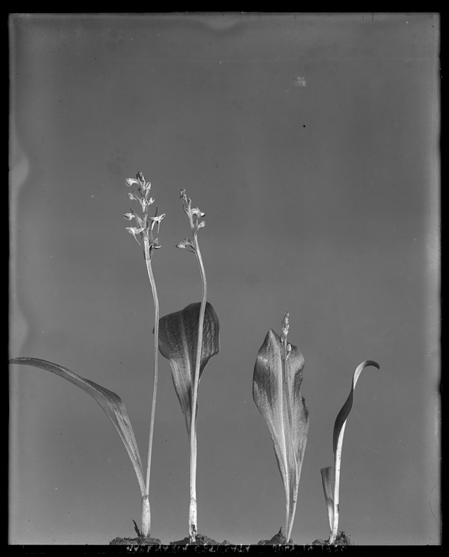 Habenaria obtusata