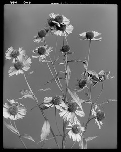 Helianthus autumnale