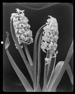 Hyacinthus