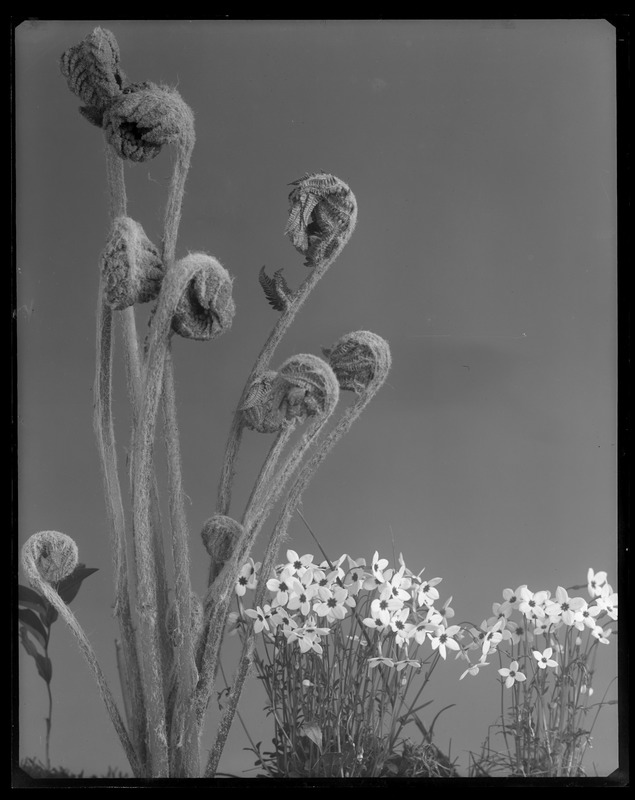 Houstonia caerulea, Osmunda cinnamomea