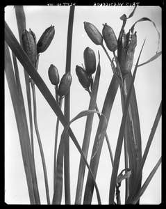 Iris versicolor