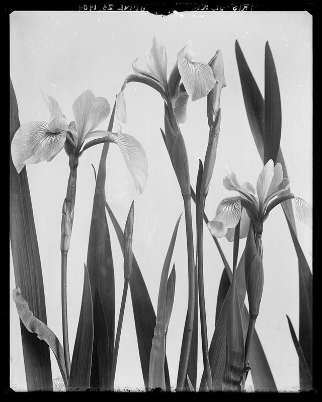 Iris versicolor - Digital Commonwealth