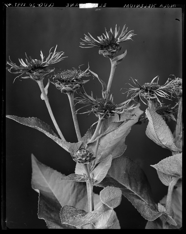 Inula helenium