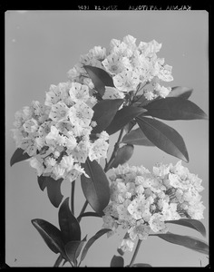 Kalmia latifolia