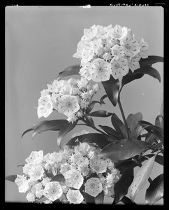 Kalmia latifolia