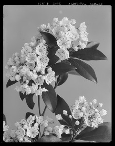 Kalmia latifolia