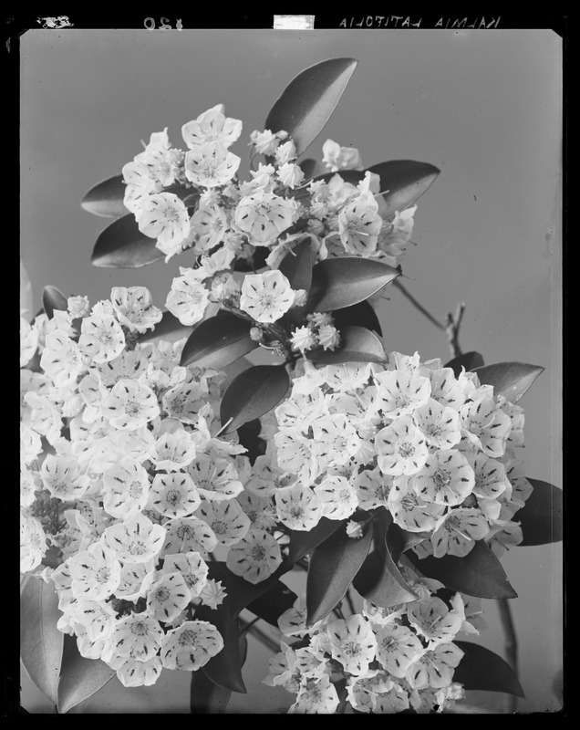 Kalmia latifolia