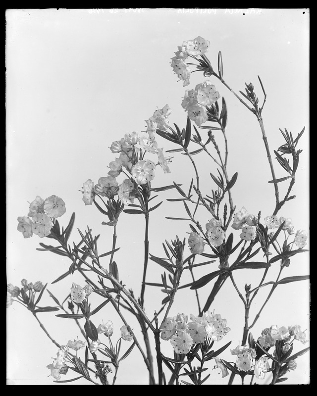 Kalmia polifolia