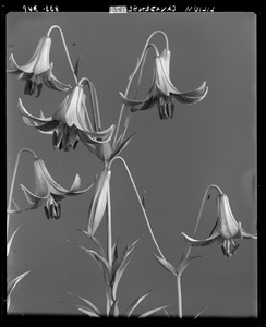 Lilium canadense