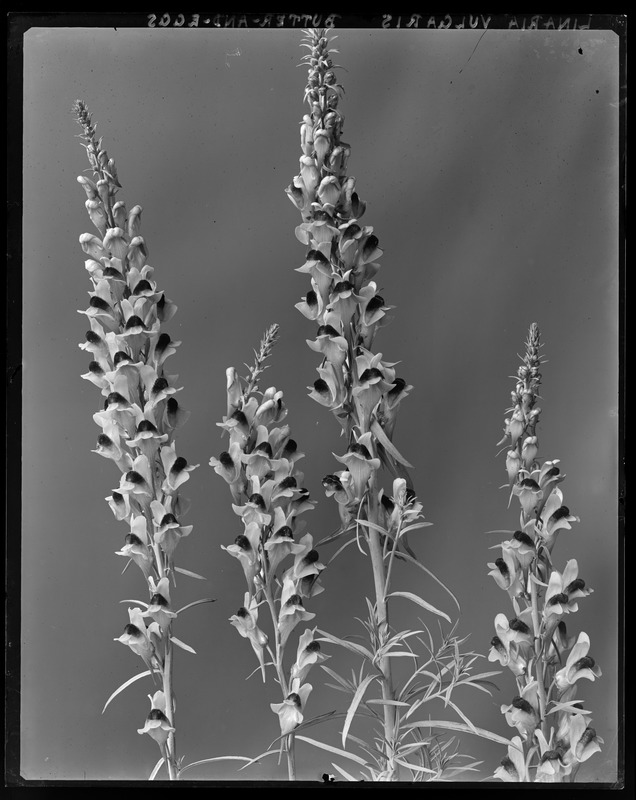 Linaria vulgaris