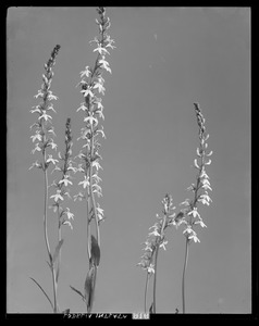 Lobelia inflata