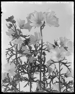 Malva moschata