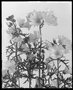 Malva moschata