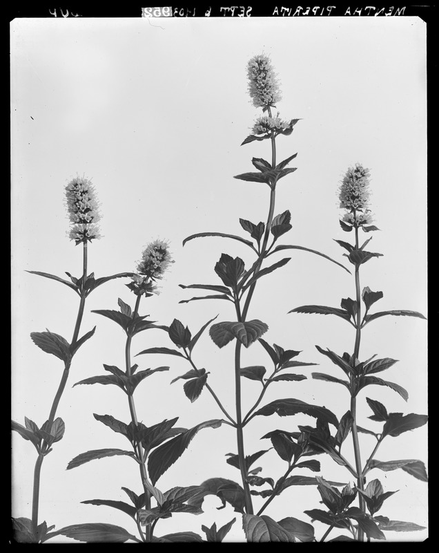 Mentha piperita